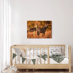 Obraz zebier (70x50 cm)