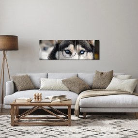 Obraz psa husky (s hodinami) (90x30 cm)
