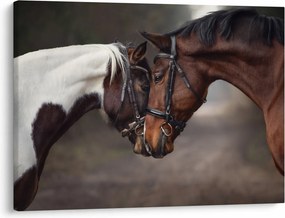 Obraz - Zamilované kone (70x50 cm)