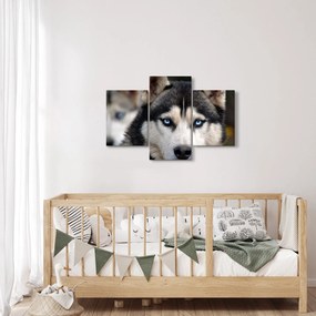Obraz psa husky (90x60 cm)
