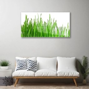 Obraz na skle Tráva rastlina príroda 100x50 cm
