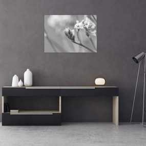 Obraz - Rozkvitnutý kvet (70x50 cm)