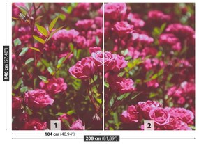 Fototapeta Vliesová Ružové ruže 104x70 cm