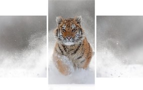 Obraz bežiaceho tigra v snehu (90x60 cm)