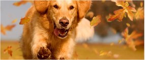 Obraz - Zlatý retriever (120x50 cm)