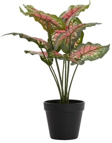 Umelá rastlina (výška 40 cm) Caladium – Light &amp; Living