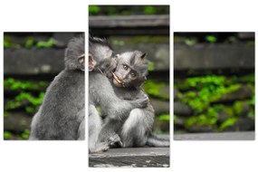Obraz - opičky (90x60 cm)