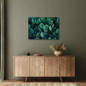 Obraz - Opuncie (70x50 cm)