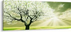 Obraz stromu na lúke (120x50 cm)