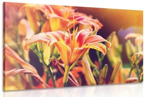 Obraz krásne kvitnúce kvety v záhrade - 90x60