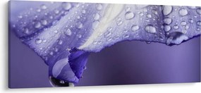 Obraz - Okvetný lístok s kvapkami (120x50 cm)