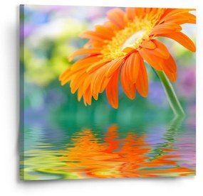 Sablio Obraz Oranžová gerbera - 50x50 cm