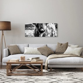 Obraz - Highland - Škótska krava (120x50 cm)