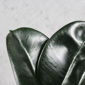 Ficus Elastica Sofia