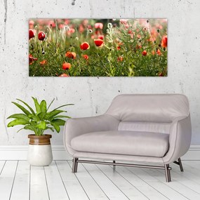 Obraz vlčích makov (120x50 cm)