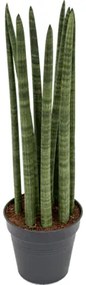 Sansevieria cylindrica Straight 14x50 cm