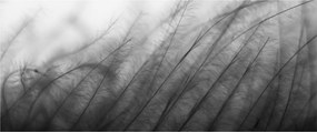 Obraz - Tráva vo vetre (120x50 cm)