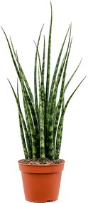 Sansevieria cylindrica Fernwood Mikado 14x60 cm