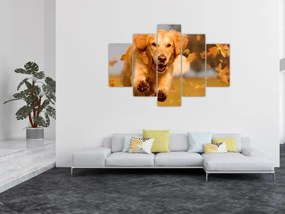 Obraz - Zlatý retriever (150x105 cm)