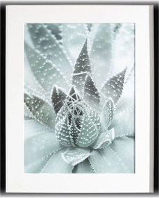 Obraz Succulents III 40x50xcm
