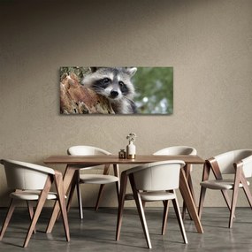Obraz mývala (120x50 cm)