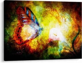 Obraz - Kozmický motýľ (70x50 cm)