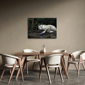 Obraz - Tiger albín (70x50 cm)