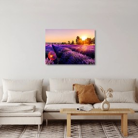 Sklenený obraz levanduľového poľa (70x50 cm)