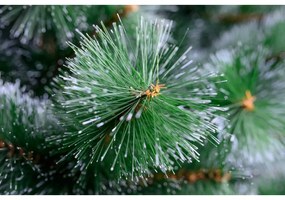 Limpol Vianočný stromček Borovica Natália – 150 cm