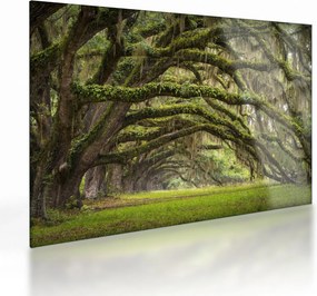 Sklenený obraz - Oaks Avenue, Charleston, Južná Karolína, USA (70x50 cm)
