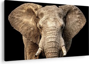 Obraz - Slon africký (90x60 cm)