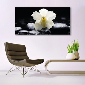 Obraz plexi Kvet kamene rastlina 120x60 cm
