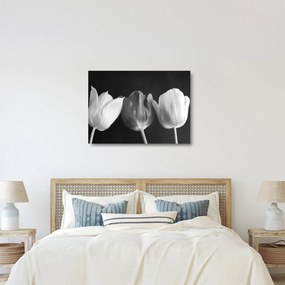 Sklenený obraz - Čiernobiele kvety tulipánov (70x50 cm)
