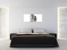Obraz - Biely tiger (120x50 cm)