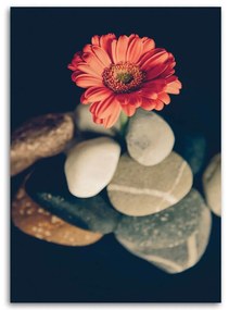 Obraz na plátně Gerbery Květiny Kameny - 80x120 cm