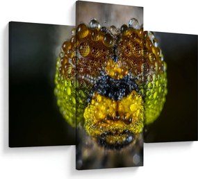 Detailný obraz očí hmyzu (90x60 cm)
