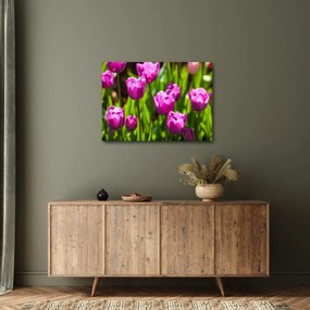 Obraz tulipánov na lúke (70x50 cm)