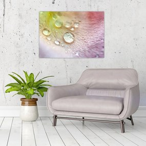 Obraz - Kvapky rosy (70x50 cm)