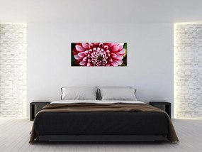 Obraz ružovej Dahlie (120x50 cm)