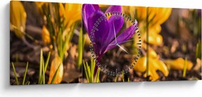Obraz fialovej kvetiny (s hodinami) (90x30 cm)
