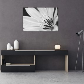 Obraz - Čiernobiely kvet (90x60 cm)