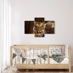 Obraz tigra (90x60 cm)
