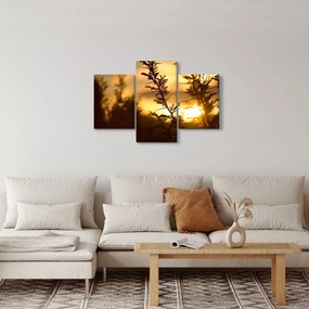 Obraz - Slnko zapadajúce za stromami (90x60 cm)