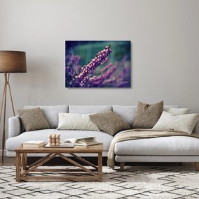 Sklenený obraz levandule (70x50 cm)