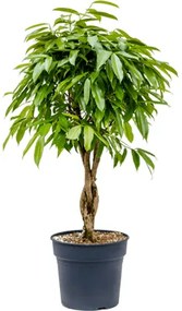 Fikus - Ficus binnendijkii "Amstel King" Stem braided 34x130 cm