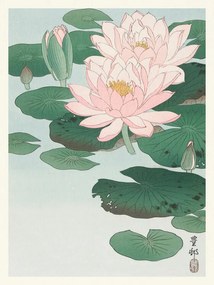 Obrazová reprodukcia Water Lily, Ohara Koson