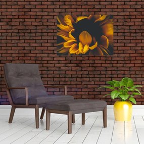 Obraz - Slnečnica v čiernom pozadí (70x50 cm)