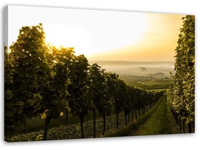Gario Obraz na plátne Zelená vinica Rozmery: 60 x 40 cm