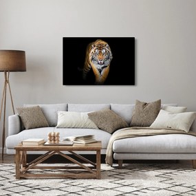 Obraz - Tiger (90x60 cm)