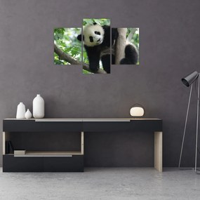 Obraz - Panda na strome (90x60 cm)